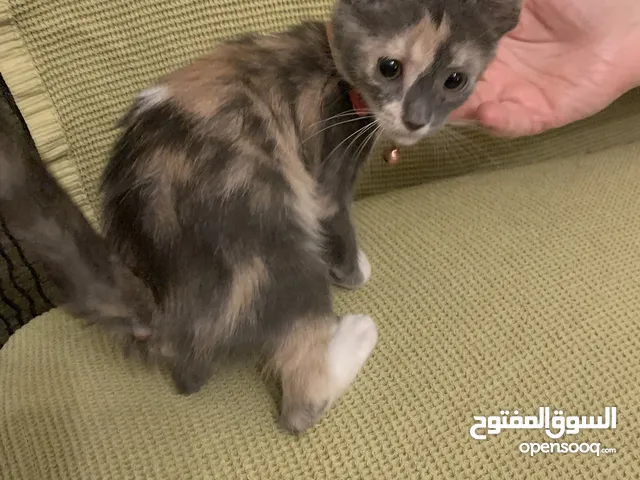 Kitten 2 months
