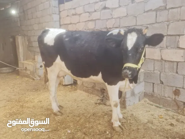 بقر للبيع في ابو الخصيب