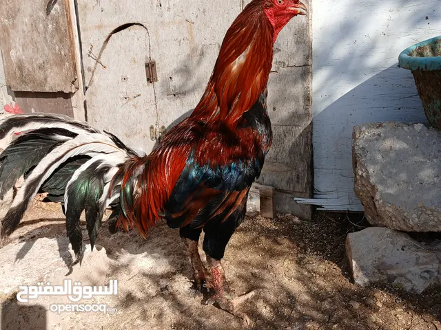 ديك ودجاجتين للبيع
