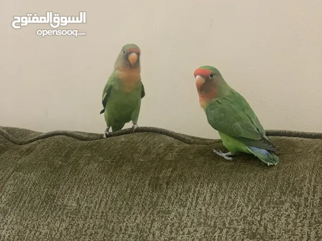 زوج طيور حب للبيع العمر 4 شهور مع القفص Pair of lovebirds for sale, 4 months old with cage
