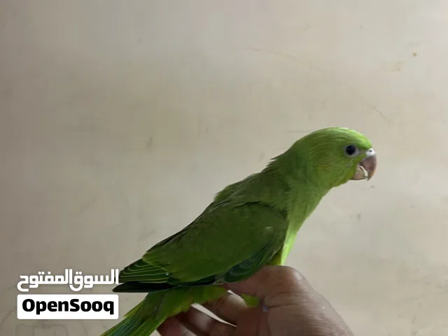 بغبغاء اليف