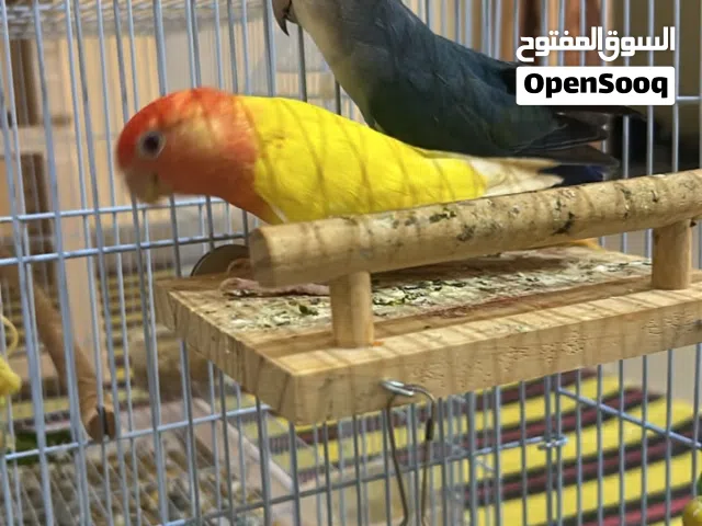 روز للبيع ازرق اصفر