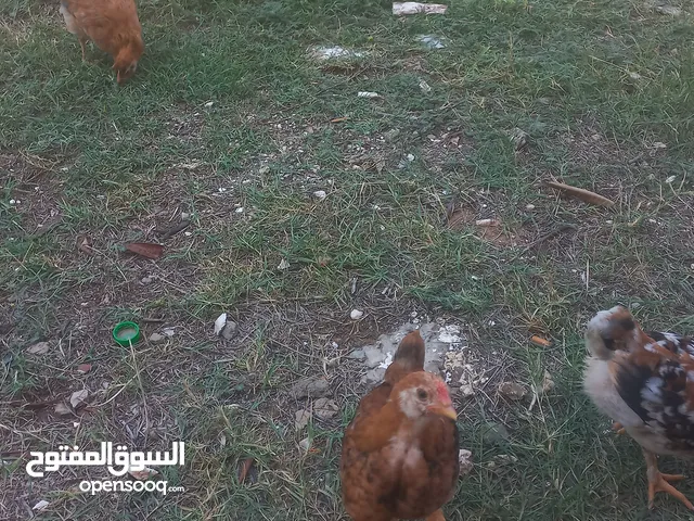 كتكوت للبيع. جنزور