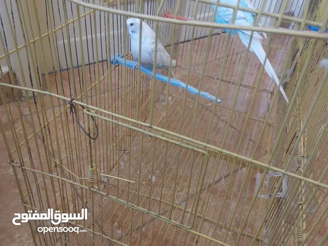 طيور حب يادجي اثنين وواحد بيكاسوا المجموع ثلاث مع قفص ب25 دينار