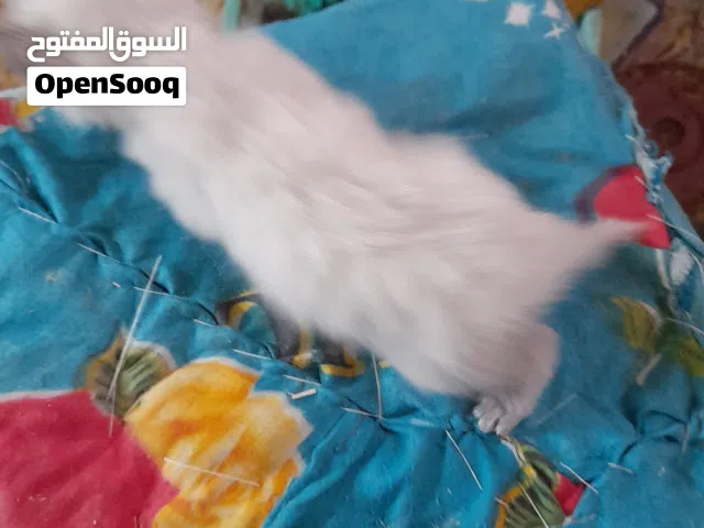 يتوفر قطط زغار للبيع بالتنومه  عمرهن شهر ونص