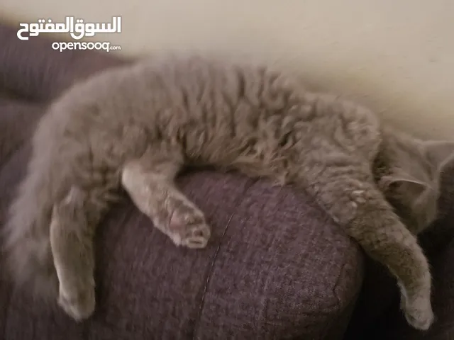 قط للبيع بسعر 25دينار