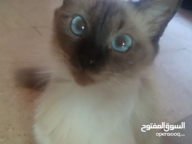 انثى سيامي للبيع الرقم بالوصف