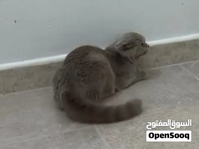 اثنى سكوتش فولد بيور فاون