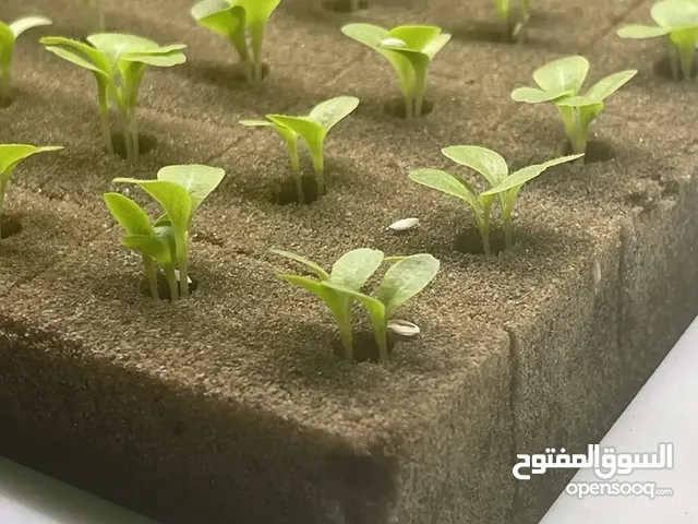 هيدروبونيك فليينFoam Tary Hydroponic