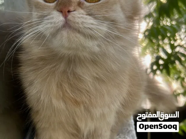 Ginger scottish fold for free adoption