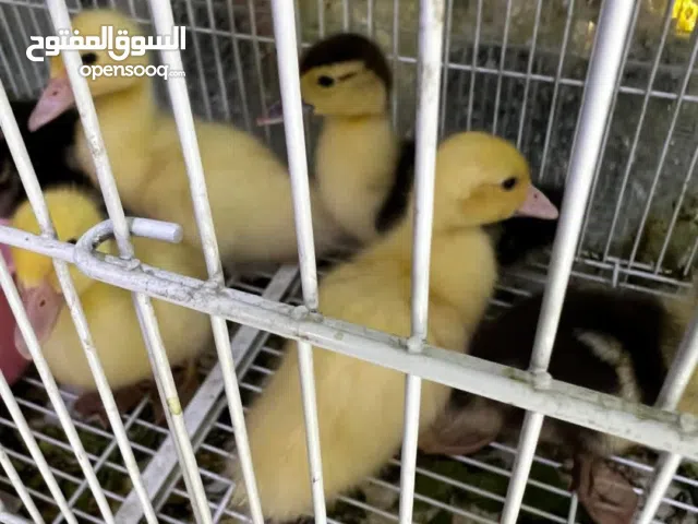 بط أصفر صغار – شكل يجنّن مناسب للتربية من عمر صغير تربية سهلة ونمو سريع اختيار ممتاز للهواة والمربين