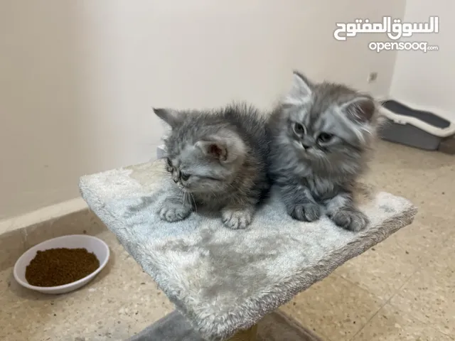 كتن للبيع بسعر مغري