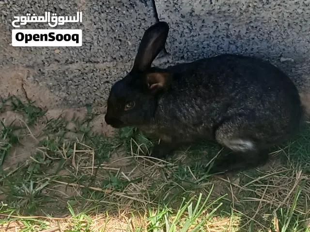 ارانب عربية للبيع