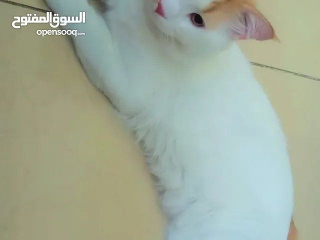 Persian bread cat