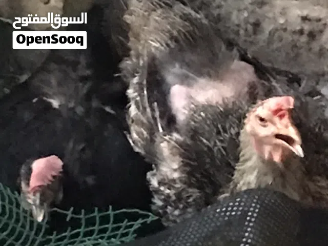 دجاجات 2 كاركات تشيل 25 بيضه