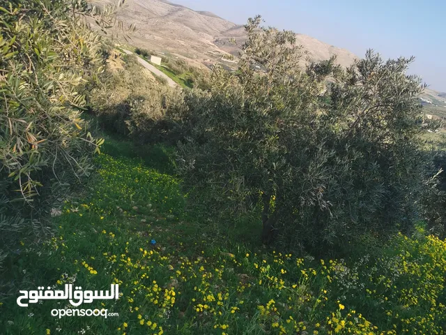 Mixed Use Land for Sale in Zarqa Sarout