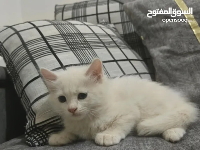 أنثى بيضاء لعوبه العمر شهرين