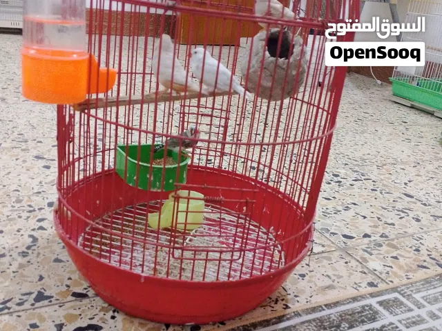 متوفر زوج فنجس