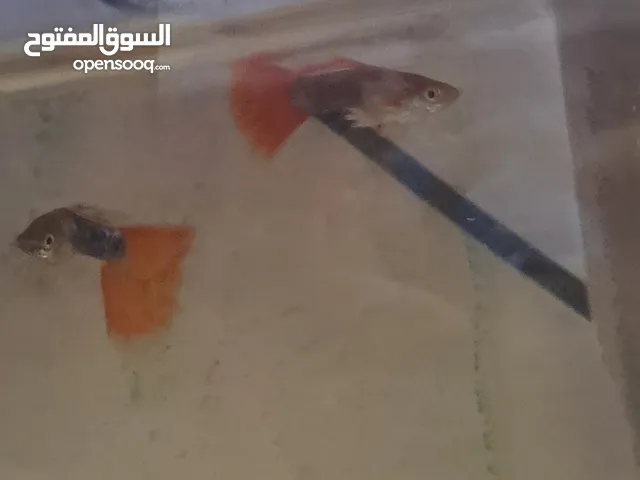 حوض سمك واسماك للبيع