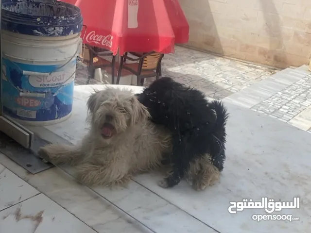 كلبه ملتيز انثى العمر 8 او 9 شهور