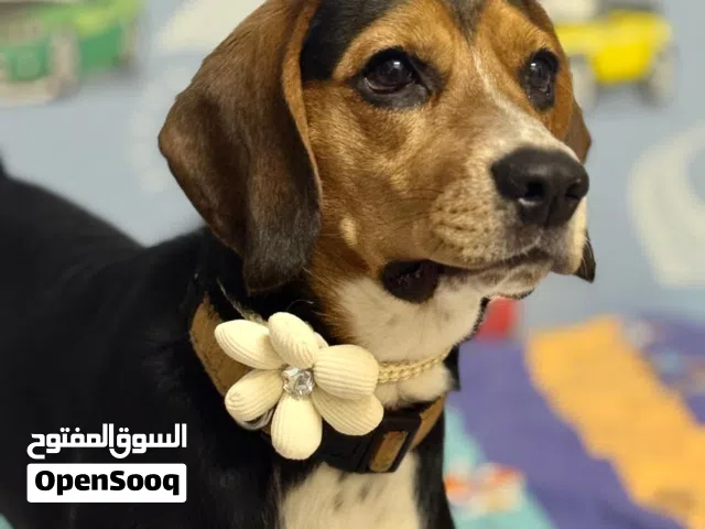 متوفر ذكر بيغل  مع كامل اغراضه بسعر معقول   -AMAZING ADULT BEAGLE  AVAILABLE