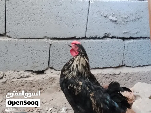 سعر بلاش بلاش