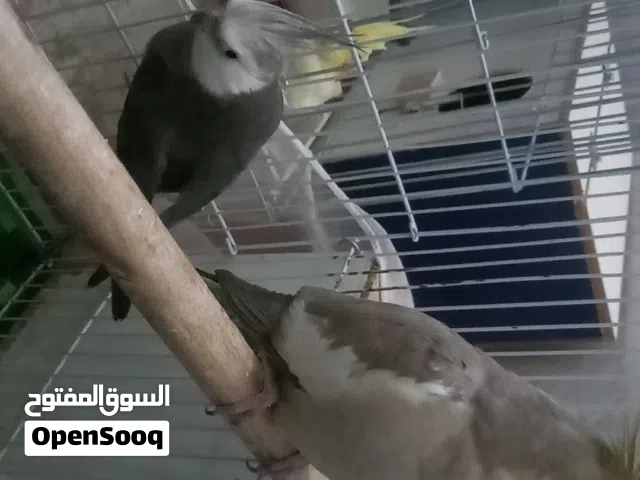 طيور للبيع