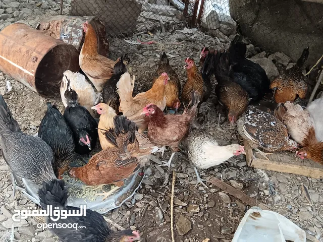 للبيع دجاج عماني ( الوصف مهم)