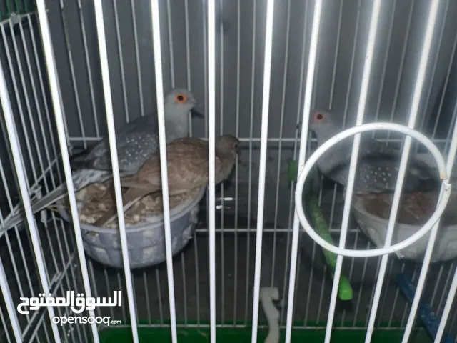 متاح 5 جواز ماسي