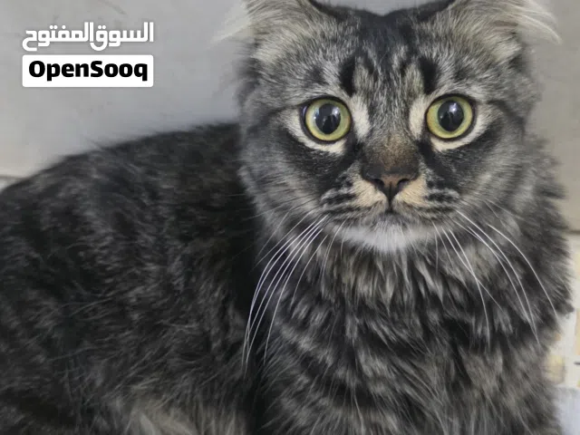 قط ذكر شيرازي عمره سنه وشهر تقريباً  طالب تزاوج
