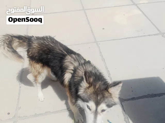 كلب هاسكي عمره12 شهر