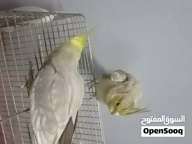 للبيع الشرا مارح اقصر معو اليفات ميه ميه