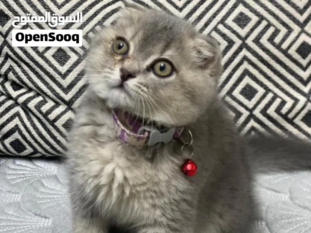قطة سكوتش فولد بيور ذنين مطويات