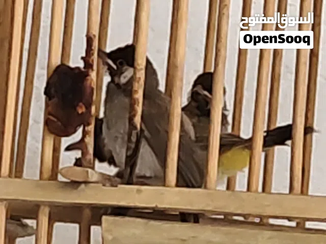 افراخ بلابل العدد 3