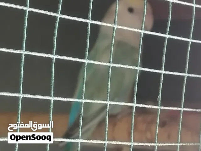 طيور غندور زوج منتجات