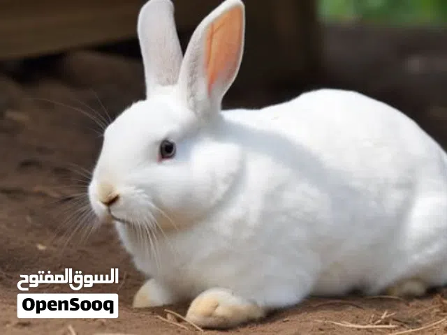 جوز ارانب ذكر وانثى بالغ جاهز للانتاج