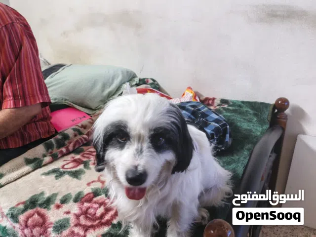 كلب فرنسي أليف ولعوب