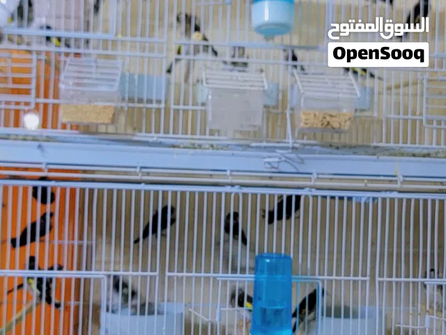 موجود غرفة حساسين ترابي بأسعار مناسبة فحول جاهزة