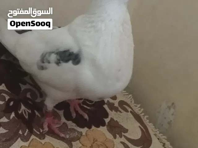 ذكر سيفيانوس ملكي