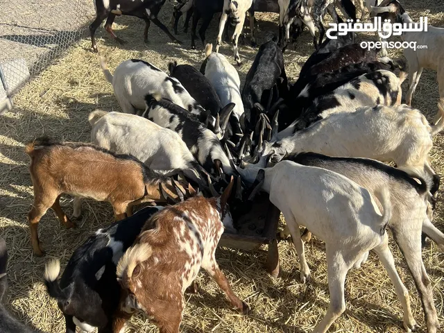 تيوس لباني غضوي بسعر جدا مناسب للجميع
