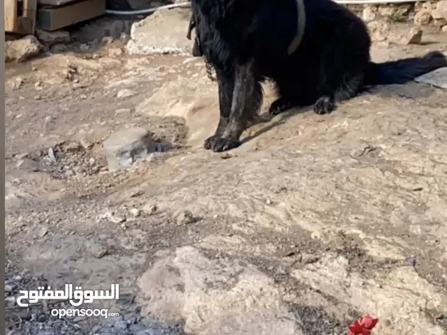 كلب جرمين بلاك للبيع