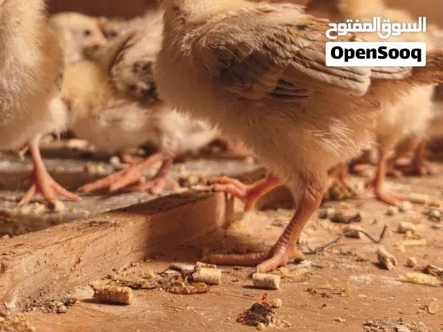 كتاكيت كويتي مطوك كريمي للبيع