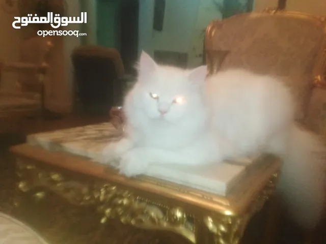 هيمالى ولدين