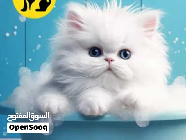 حمام قطط و كلاب خدمة احترافية حمامممم العيددد