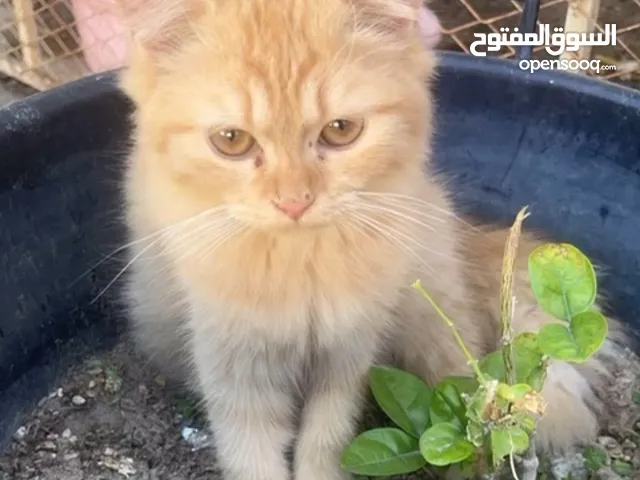 British Himalayan and Persian cats