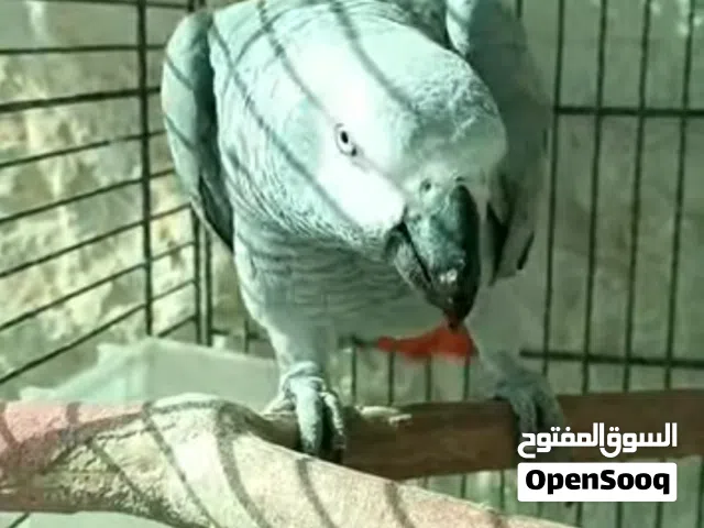 مطلوب ببغاء كاسكو متكلم مواجهه وحافظ ايات قرآن