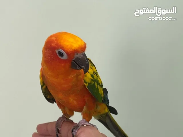 صن كنيور-sun concure