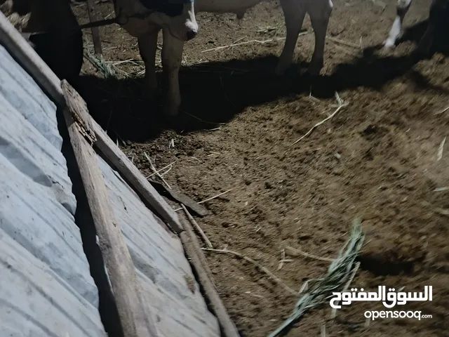 عجل سترالي للبيع سمين مال بيت الوصف مهم