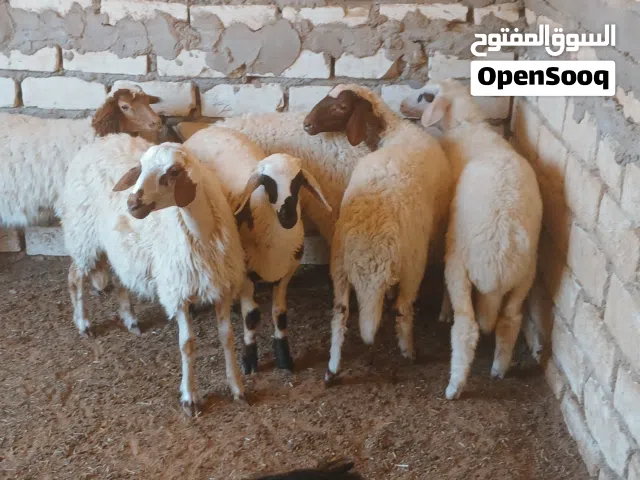 6 فطايم عز ماتمقرس الله يبارك ماشاء الله  فطايم نظاف عود وقفا