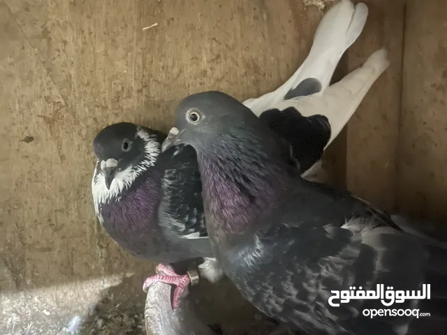 الببع حمام كويتي لوت